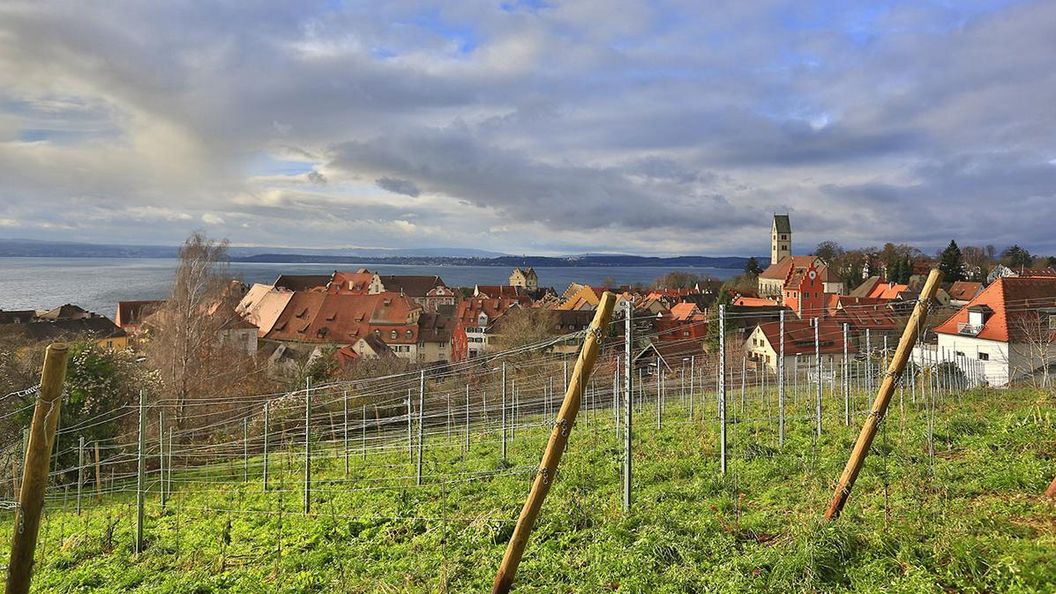 Weinberg mit Blick auf Stadt Meersburg und Bodensee